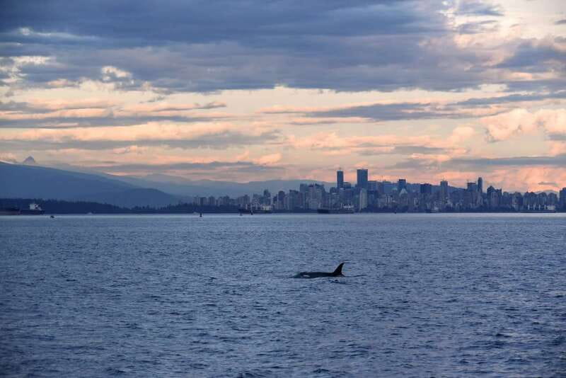 Vancouver: Covered Whale Watching Adventure with Free Photos - A covered catamaran gives you room to move