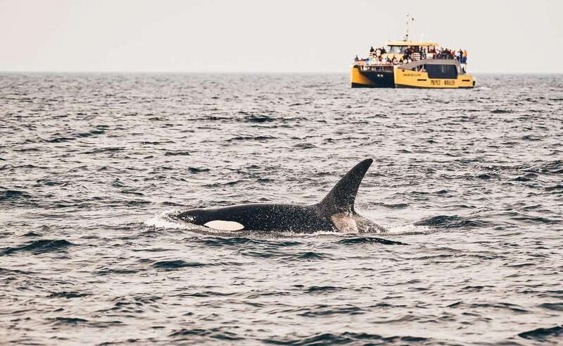 Vancouver: Covered Whale Watching Adventure with Free Photos - What you might see near Vancouver