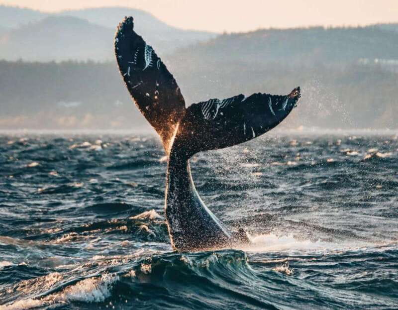 Vancouver: Covered Whale Watching Adventure with Free Photos - The whale guarantee is useful, but not magic