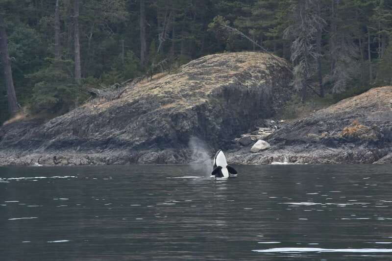 Vancouver: Covered Whale Watching Adventure with Free Photos - Is $188 a fair price?