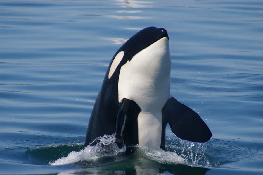 Vancouver: Day Trip to Victoria Seaplane with Whale Watching - Orcas, humpbacks, and the value of uncertainty