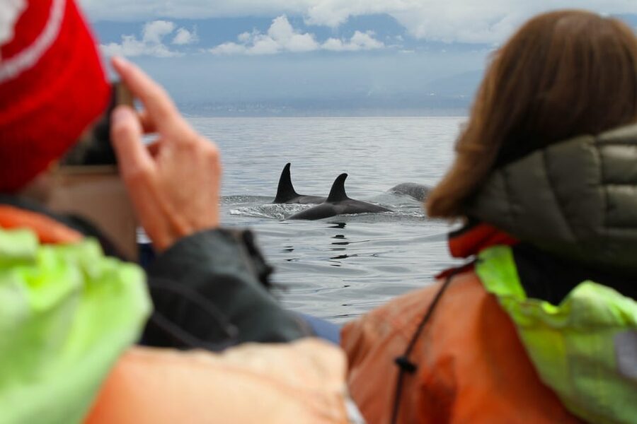 Vancouver: Day Trip to Victoria Seaplane with Whale Watching - The return flight to Vancouver