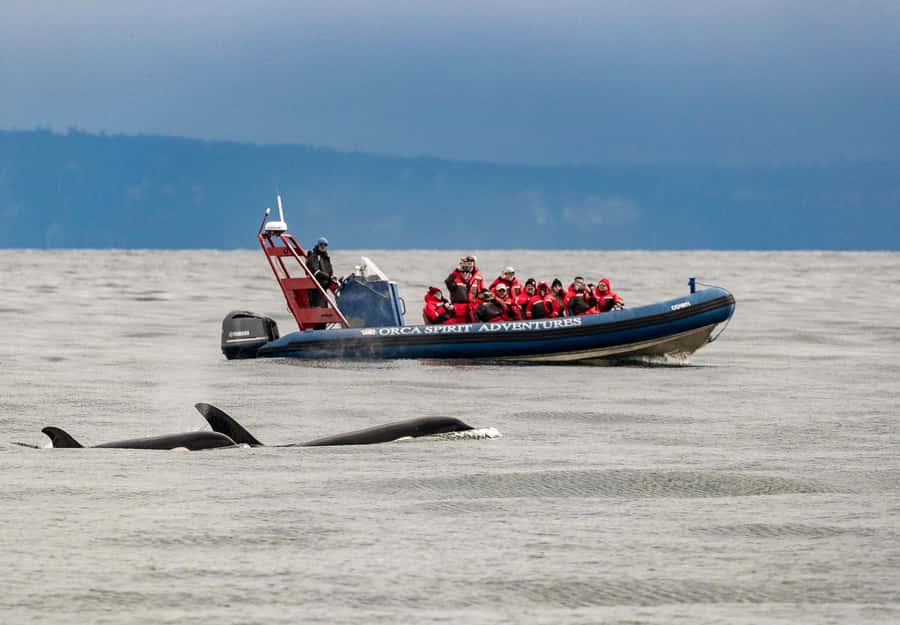 Vancouver: Day Trip to Victoria Seaplane with Whale Watching - Who should book this experience