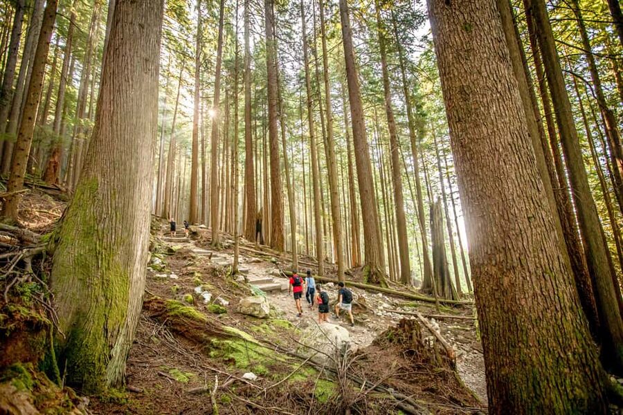 Vancouver: Guided Hiking Highlights at Grouse & Lynn Canyon - Why this Vancouver day trip works
