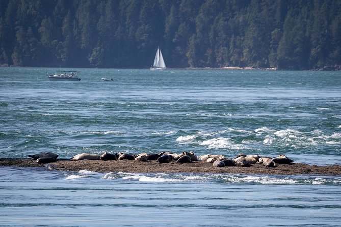 Vancouver Half-Day Whale Watching Adventure with Free Photos - Why the catamaran matters