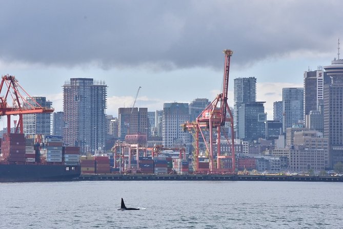 Vancouver Half-Day Whale Watching Adventure with Free Photos - Price, timing, and the whale guarantee
