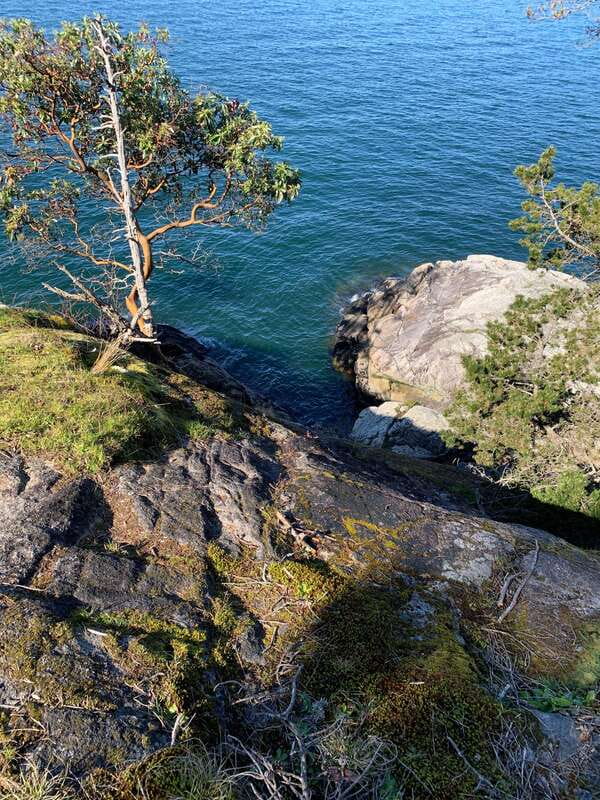 Vancouver: Lighthouse Park Hike - Entering a forest of red cedars and Douglas firs