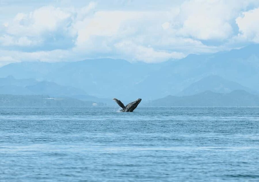 Vancouver: Open-air Whale Watching Tour, Granville Island - Who should book this Granville Island outing?