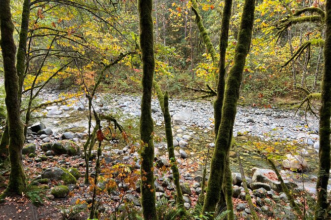 Vancouver Rainforest Hike with Waterfalls, Suspension Bridge, Old Growth Forest - Practical details that matter