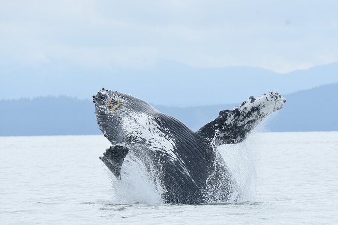 Vancouver's Intimate West Coast Whale Watching Experience - Key points to know before you go