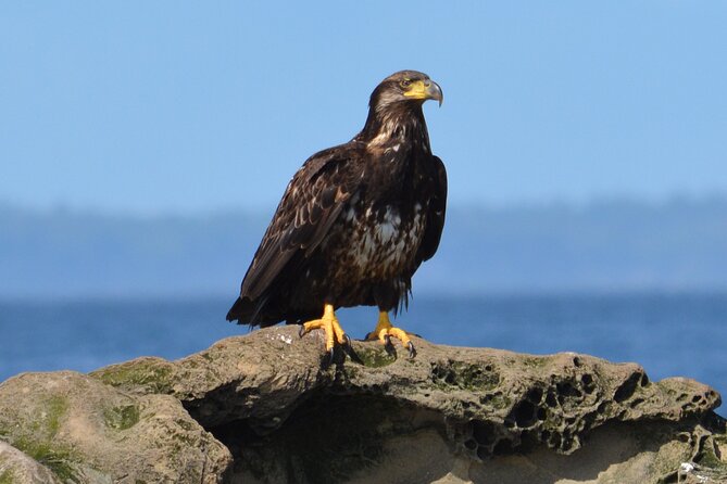 Vancouver's Intimate West Coast Whale Watching Experience - Zodiac excitement and the price of the ride