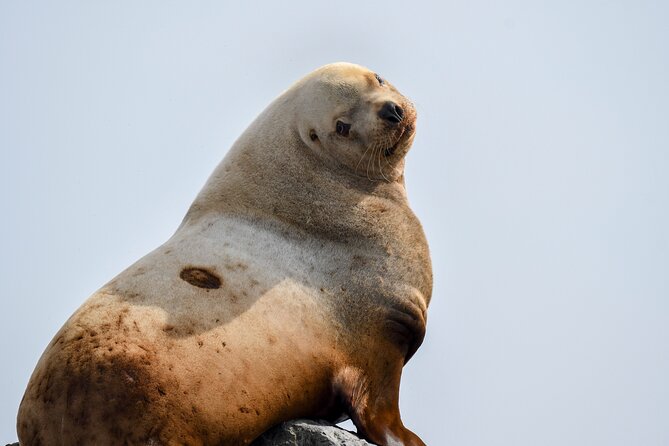 Vancouver's Intimate West Coast Whale Watching Experience - The weather and comfort question