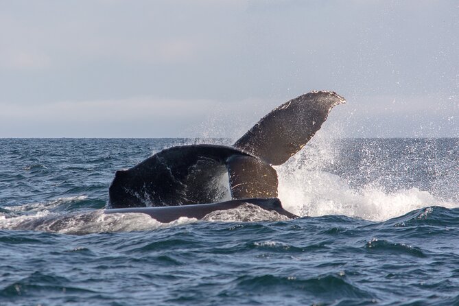 Vancouver's Intimate West Coast Whale Watching Experience - What makes the naturalist guide valuable