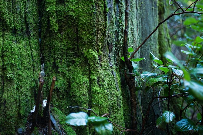 Vancouver Secrets of Stanley Park Walking Tour - The guides make or break a storytelling walk