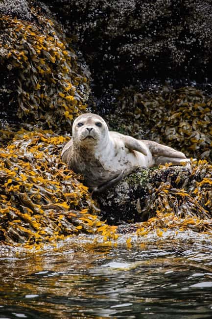 Vancouver: Snorkel, Kayak, and Seal Adventure Boat Tour - What the $116 price really covers