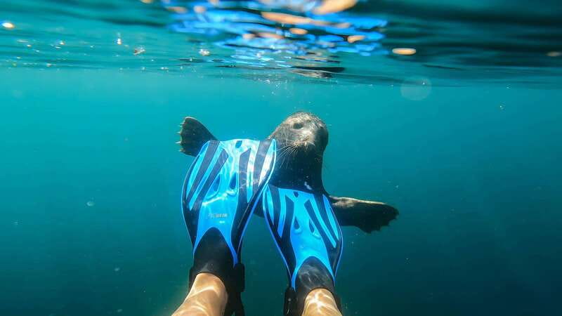 Vancouver: Snorkeling Seals Kayaking Scenic Boat Tour - What the three hours include