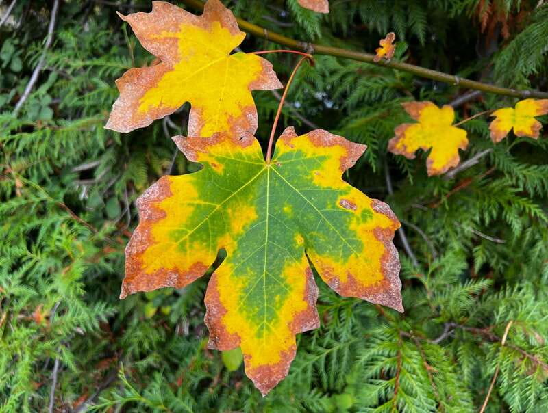 Vancouver: Stanley Park Talking Trees Tour - Why the $58 price can make sense