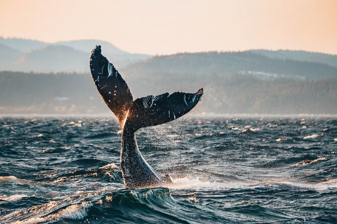 Vancouver Sunset Whale Watching Adventure with Free Photos - Orcas in the Salish Sea, not a staged show