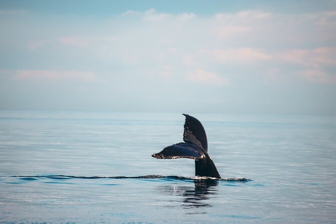 Vancouver Sunset Whale Watching Adventure with Free Photos - From Granville Island into open water