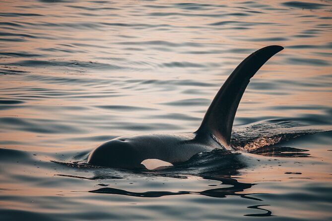 Vancouver Sunset Whale Watching Adventure with Free Photos - Price, group size, and what you receive