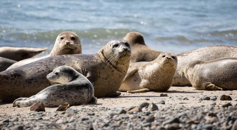 Vancouver UNESCO Biosphere Reserve Wildlife Scenic Boat Tour - Starting at 6705 Nelson Avenue in Horseshoe Bay