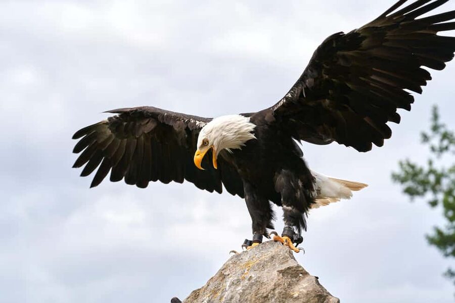 Vancouver UNESCO Biosphere Reserve Wildlife Scenic Boat Tour - Following the wildlife through Howe Sound