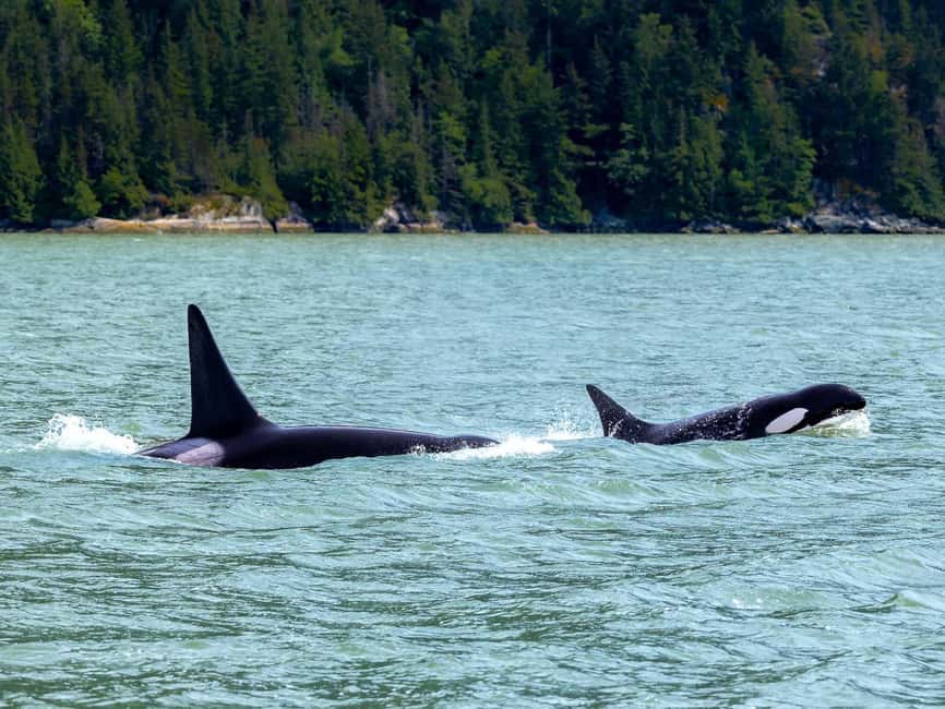 Vancouver UNESCO Biosphere Reserve Wildlife Scenic Boat Tour - Is $87 a fair price for two hours?