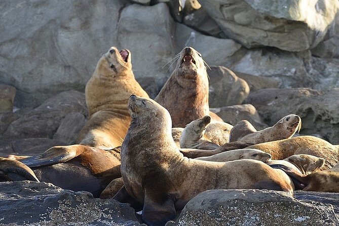 Vancouver UNESCO Biosphere Reserve Wildlife Scenic Boat Tour - Weather, cancellations, and the practical details