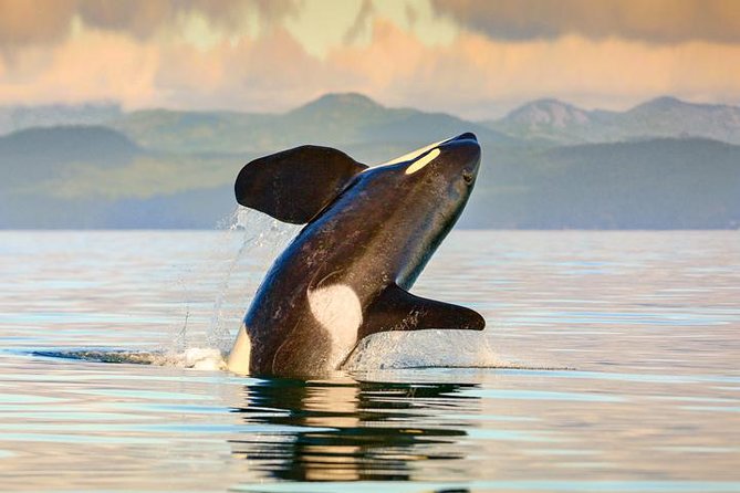Vancouver-Victoria Day Trip by Seaplane + Whale Watching by Boat - Arriving in Victoria’s Inner Harbour