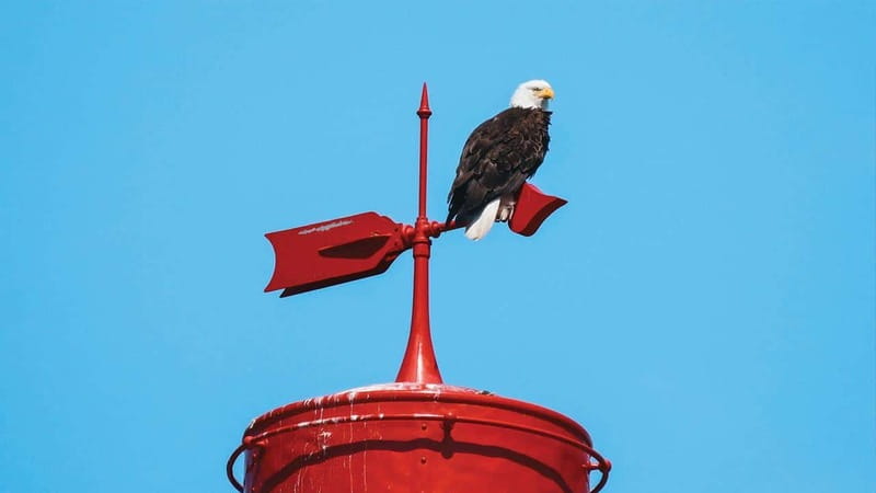 Vancouver: Waterfront Sightseeing Tour - City and Nature - Granville Island, English Bay, and the city skyline