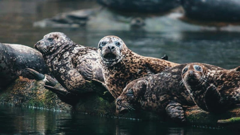 Vancouver: Waterfront Sightseeing Tour - City and Nature - The small group and the guides