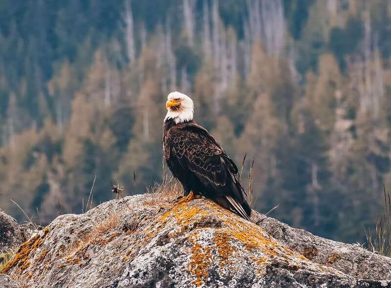 Vancouver: Waterfront Sightseeing Tour - City and Waterfall - Key points to know before you go