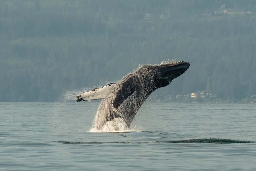 Vancouver: Zodiac Whale Watching Tour from Granville Island - A fast start from Granville Island