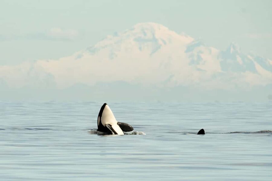 Vancouver: Zodiac Whale Watching Tour from Granville Island - Four hours on the Salish Sea