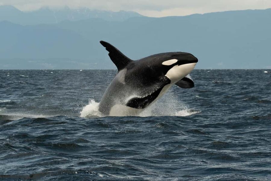 Vancouver: Zodiac Whale Watching Tour from Granville Island - Who should choose this tour?