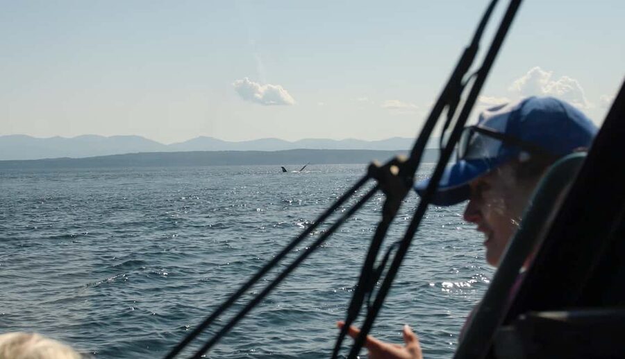 Vancouver: Zodiac Whale Watching Tour from Granville Island - Should you book the Granville Island Zodiac tour?