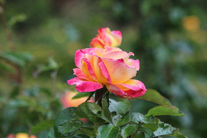 VanDusen Botanical Garden Admission Ticket - Is the $8.82 admission good value?