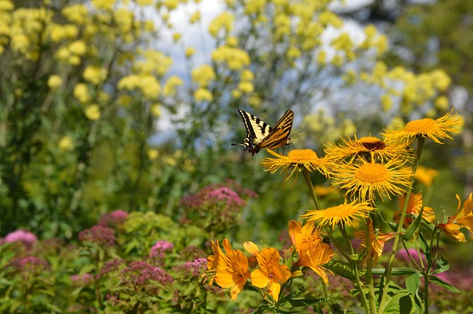 VanDusen Botanical Garden Admission Ticket - Access, transport, and the amount of walking