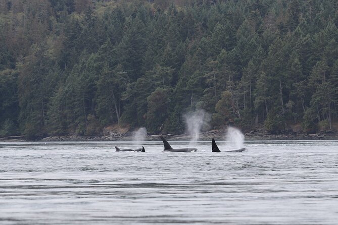 Whale Watching Adventure from Vancouver BC - Seals, sea lions, porpoises, and birds