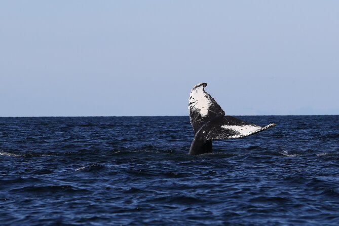Whale Watching Adventure from Vancouver BC - Four hours on a moving boat