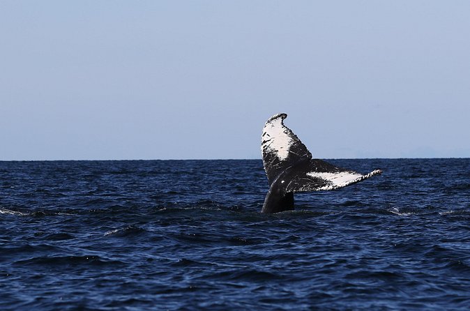 Whale Watching Adventure from Vancouver BC - Practical comfort and timing advice