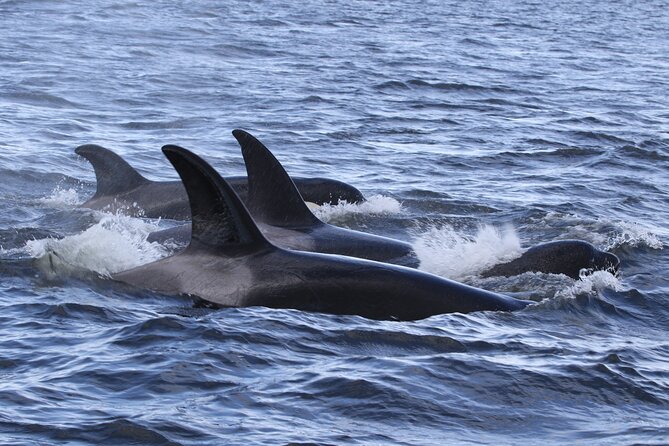 Whale Watching Adventure from Vancouver BC - Searching for orcas and humpbacks