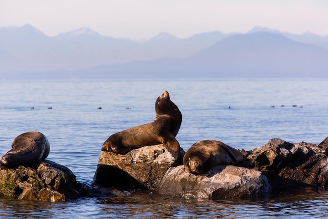 Whale-Watching Tour from Vancouver - What you may see in British Columbia waters