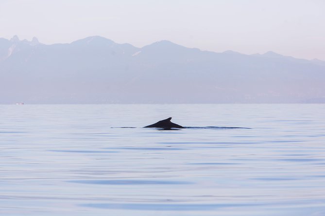 Whale-Watching Tour from Vancouver - Gulf Islands scenery beyond the whales