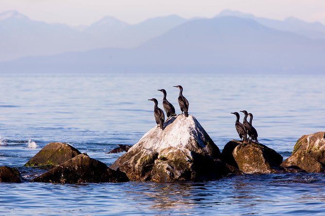 Whale-Watching Tour from Vancouver - Timing, duration, and the day’s pace