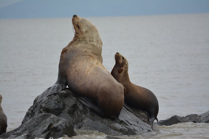 Wild Whale Watching Experience - Open Air Vessel - A naturalist-led trip, not just a boat ride