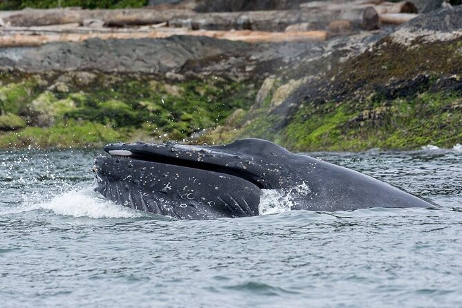 Wild Whale Watching Experience - Open Air Vessel - Food, water, and the five-hour clock