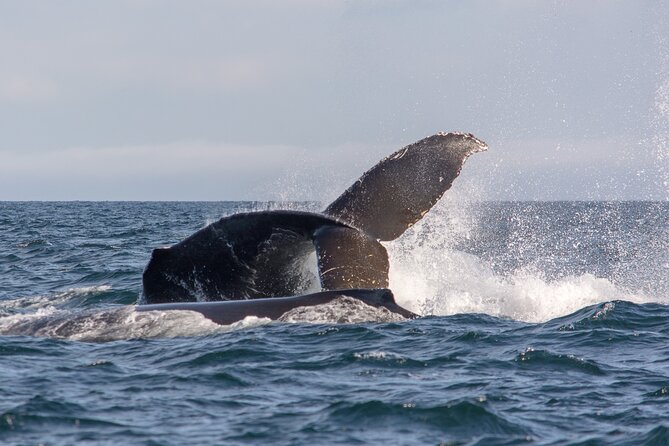 Wild Whale Watching Experience - Open Air Vessel - Who should book this open-air whale trip?
