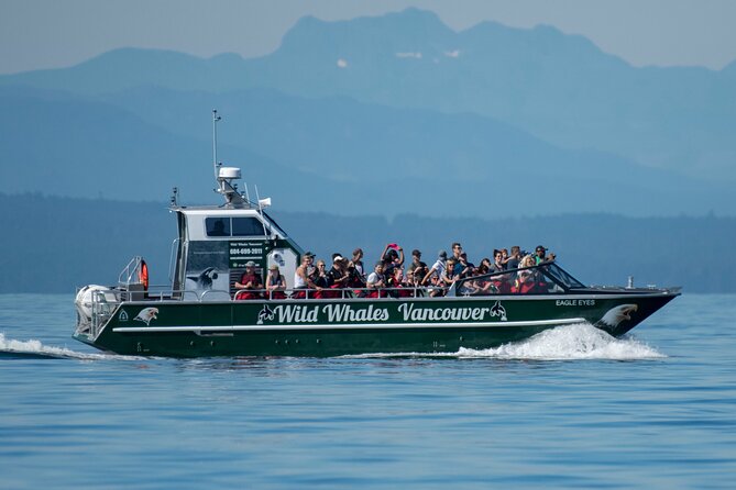 Wild Whale Watching Experience - Open Air Vessel - The search for whales and other wildlife
